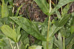 Longsepal beardtongue